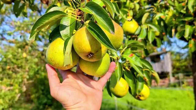 Hand holding ripe pears directly from a tree in a productive orchard, illustrating farm to table living, organic fruit cultivation and fresh seasonal harvest in a natural setting.