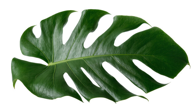 Monstera Deliciosa leaf with fenestrations and natural veins