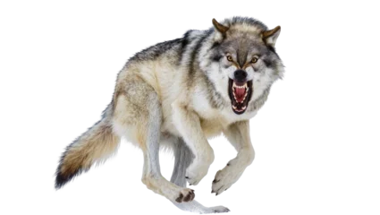 Fotobehang Wolf Aggressive wolf snarling with open mouth and sharp teeth  © Johanna