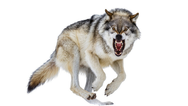 Aggressive wolf snarling with open mouth and sharp teeth