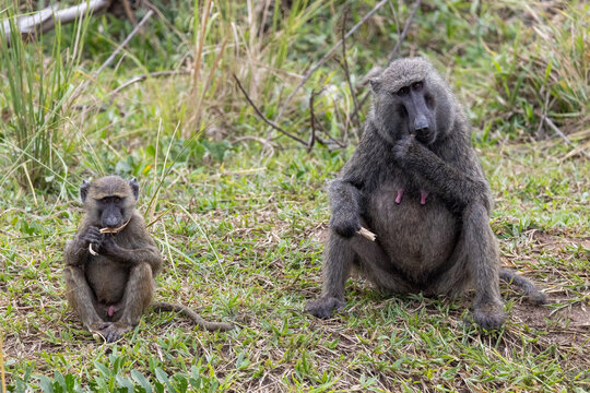 Funny Baboon Family Eating Mother baby Africa Safari Wild