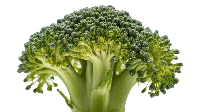 Fresh green broccoli florets and stem