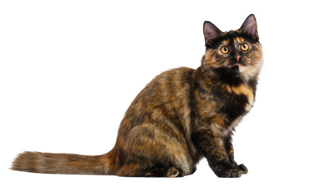 Tortoiseshell cat sitting with alert expression