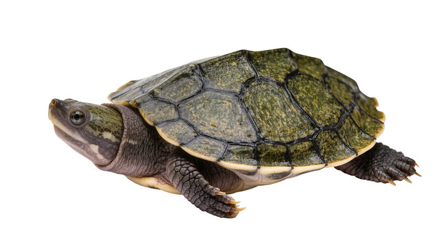 Mud turtle with patterned shell and scaly skin