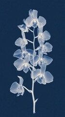 Fototapeta premium Ethereal orchid x-ray art
