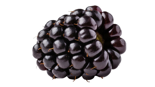 Dark ripe blackberry cluster with visible drupelets and stems
