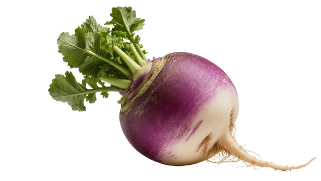 Purple and white turnip root vegetable with green leaves