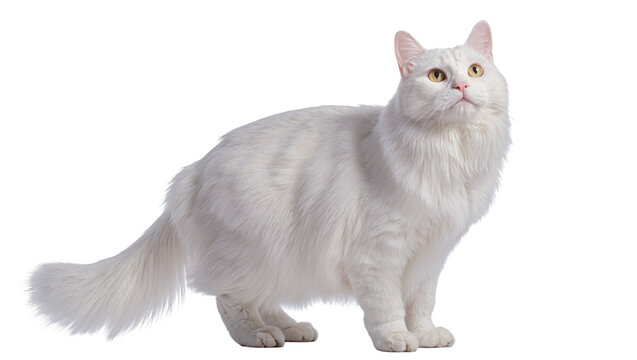 White fluffy cat with yellow eyes looking up