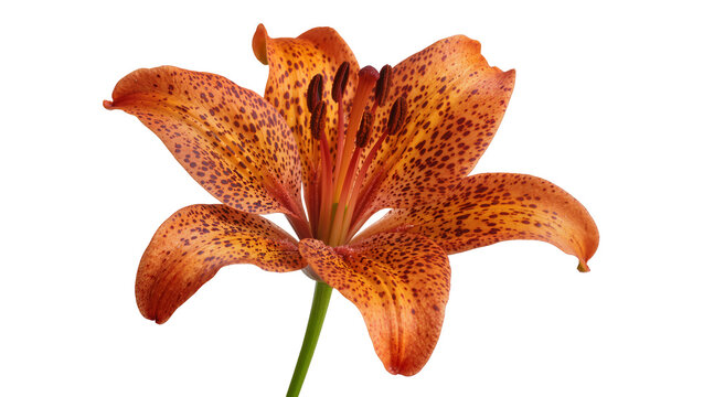 Orange tiger lily flower with dark spots
