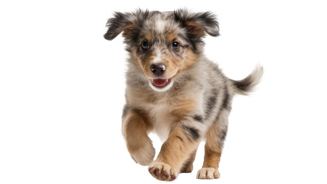 Australian Shepherd Puppy Running