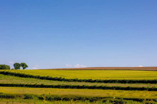 Summer landscape, Terrain of hilly countryside in Zuid-Limburg, Farmland with barley (gerst) Hordeum vulgare or Wheat on hillside in Cadier en Keer, A village in Dutch province of Limburg, Netherlands