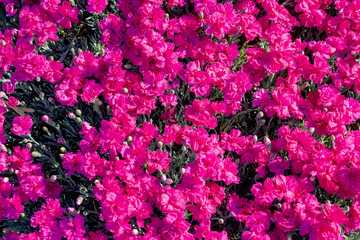 Selective focus of vibrant purple pink flowers in the garden, Carnation or clove pink, Dianthus (Anjer) is a genus of flowering plants in the family Caryophyllaceae, Natural floral pattern background. © Sarawut