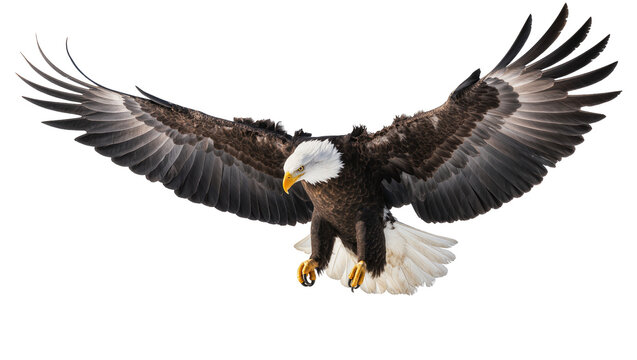 Bald eagle with wings spread wide, descending