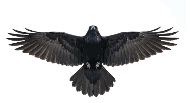 Raven With Wings Spread Isolated On White Background