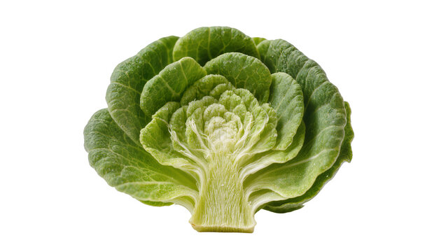 Fresh green cabbage cross-section with layered leaves