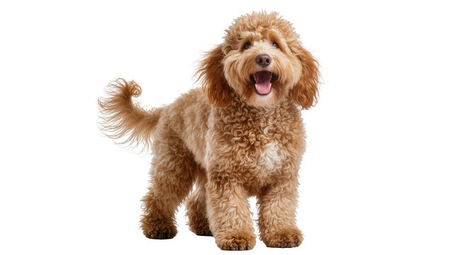 Fluffy golden doodle dog with open mouth and wagging tail