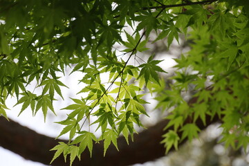 Naklejka premium Fresh green maple leaves shine in the bright sunlight.