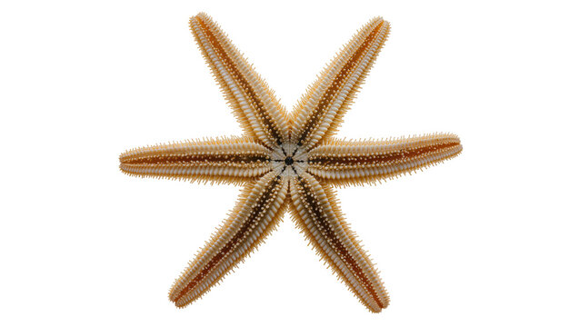 Six-legged starfish with brown and white pattern