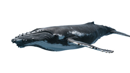 Humpback whale swimming underwater with white belly and pectoral fins © Johanna