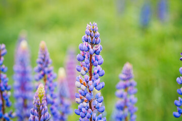 Fototapeta premium Lupin (Lupinus polyphyllus) flower stalks with green background