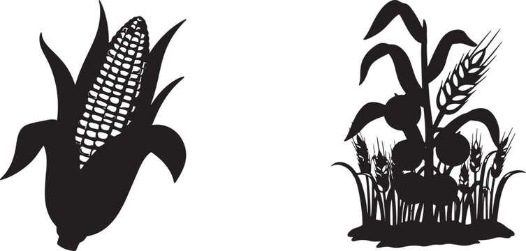 Corn cob and wheat stalk silhouettes isolated on white background representing agricultural harvest crops and farming produce in a simple flat black vector graphic design