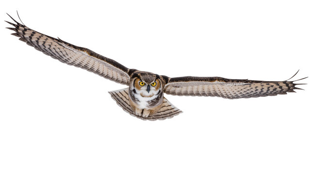 Great Horned Owl flying with wings spread wide