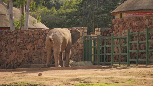 Captive African elephant throws bundle of hay on his shoulders, searches over stone wall for more food