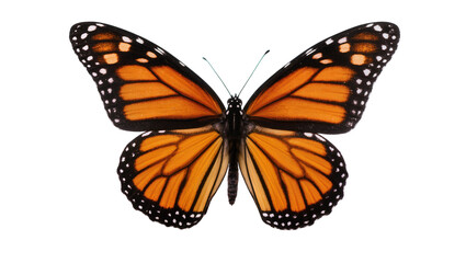 Monarch butterfly with orange black, and white wings © Niklas