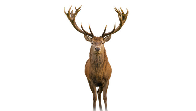 Majestic red deer stag with large antlers facing forward
