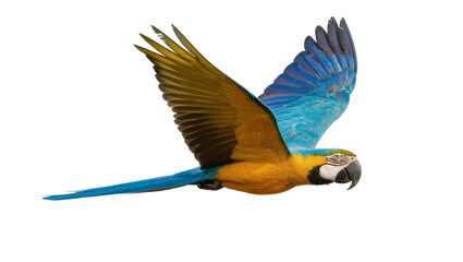 Blue and yellow macaw bird flying with wings spread © Johanna