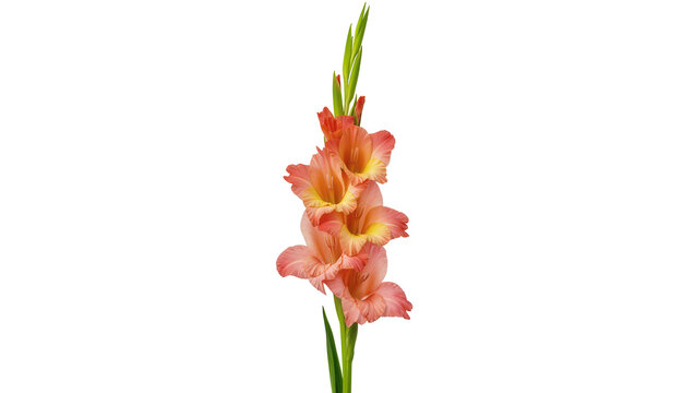 Pink and yellow gladiolus flower stalk with green leaves