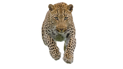 Leopard running forward with spotted fur and green eyes © Sarah