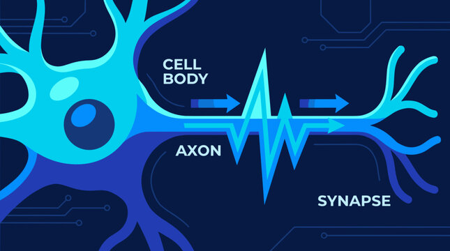 Neural impulse diagram showing signal moving from cell body through axon toward synapse for neuroscience education neurology lesson brain communication content for biology use article