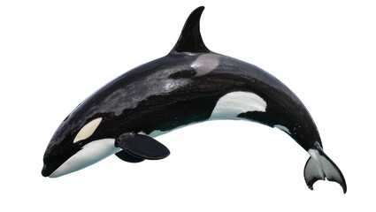 Orca Killer Whale Swimming Black White Marine Mammal © Sarah