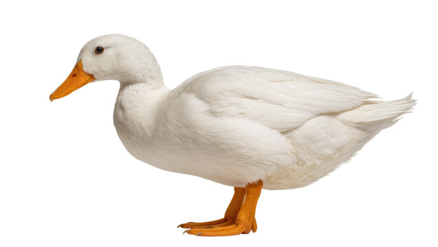 White domestic duck with orange beak and feet