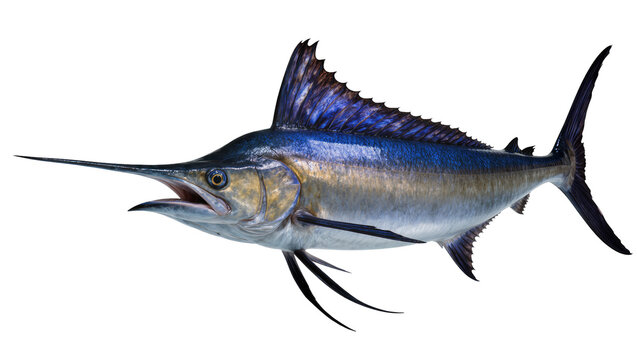 Blue Marlin Fish Profile View