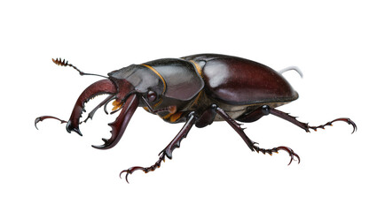 Obraz premium Stag beetle with large mandibles and segmented legs