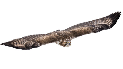 Fototapeta premium Bird of prey with wings spread wide in flight
