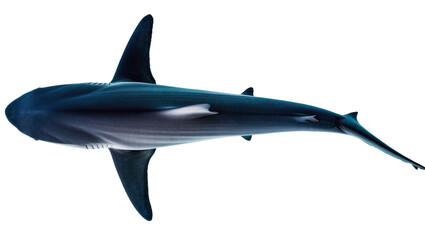 Fototapeta premium Dark blue shark with white belly and fins, top view
