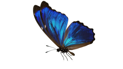 Blue morpho butterfly with iridescent wings © Niklas