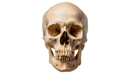 Human skull with teeth and eye sockets