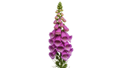 Purple foxglove flower spike with green leaves © Niklas