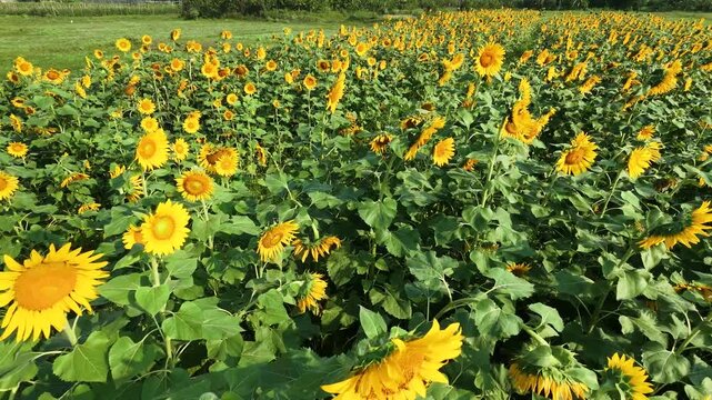 Aerial shot of Sunflower field at a local farm in West Bengal