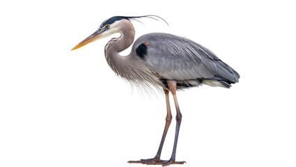 Great Blue Heron bird standing profile view © Niklas