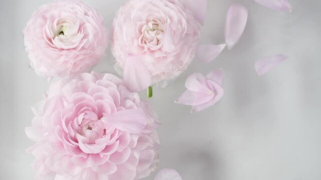 Pink flowers floating in water while soft petals fall in slow motion create elegant spa atmosphere for skincare branding, wellness campaigns and luxury cosmetic advertising. 
