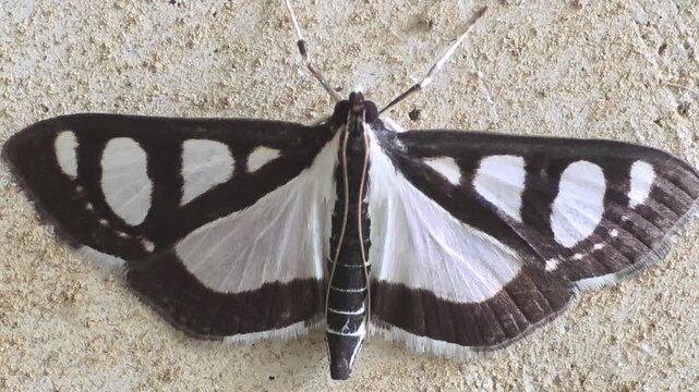 Full body macro shot of a sleeping Rhimphalea astomalis moth on a wall

 