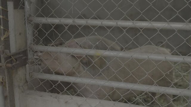 Domestic pig standing behind a wire fence in a livestock farm. Agricultural and animal husbandry concept illustrating swine farming, food production, livestock management, and rural farming industry.