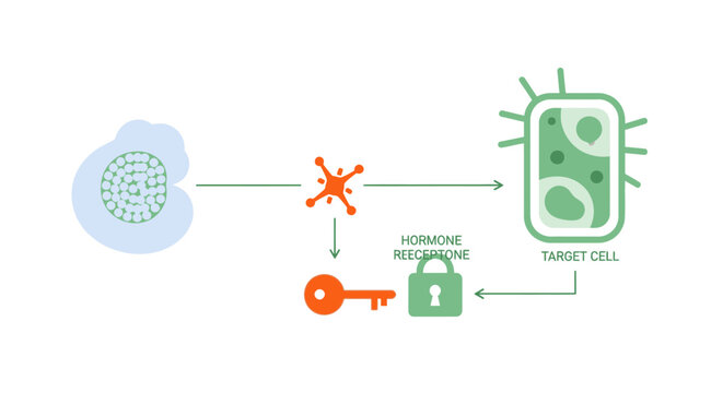 Cellular Signal Pathway: Hormone Receptor Activation and Target Cell Response
