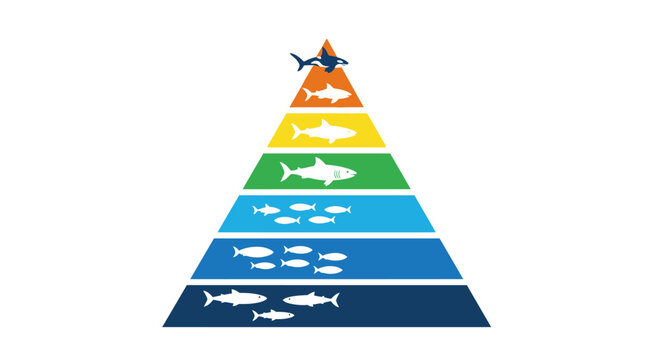 Marine Food Chain Pyramid Ecosystem Diagram