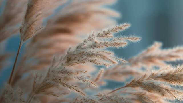 Photorealistic Macro Close-up of Delicate Feathery Pampas Grass Swaying Gently, Warm Golden Light Natural Texture Background Loop Full HD